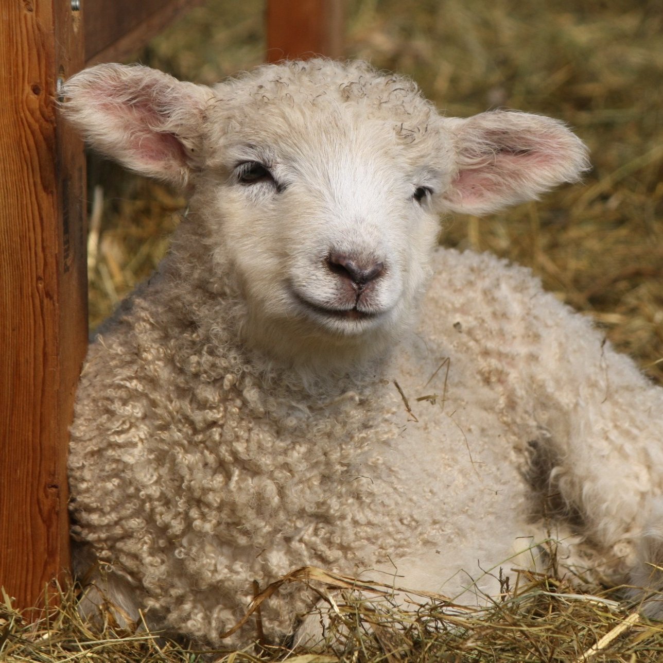 Kelly+Froehlich+-+IMG_1981+-+Copy Close-up of a young lamb resting on straw, showcasing its soft, curly wool and gentle expression, with a wooden fence in the background.