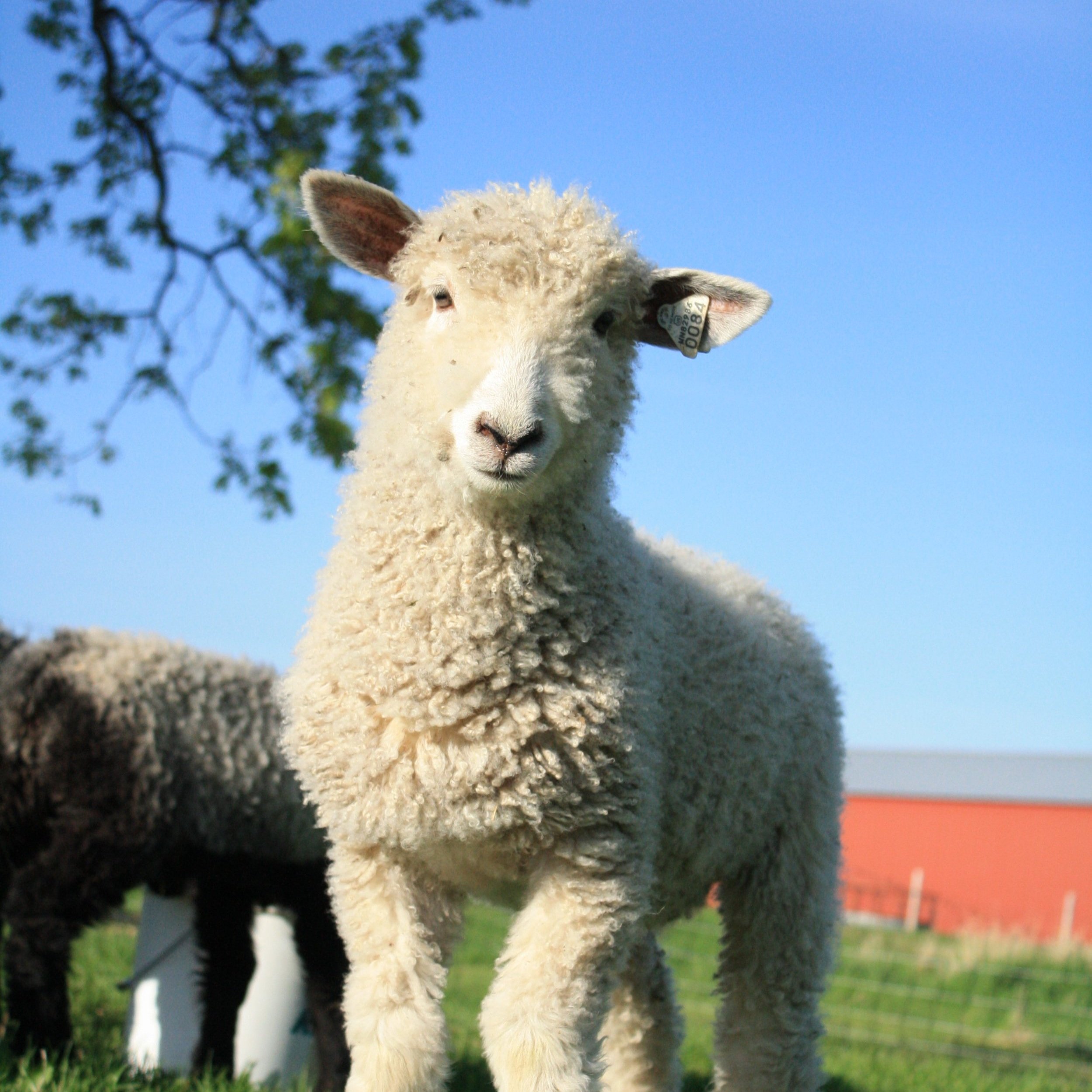 Kelly+Froehlich+-+IMG_5775 A close-up of a fluffy white lamb standing in a green pasture with a clear blue sky in the background, showcasing its curious expression and ear tag.